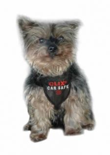 Car Safe Harness